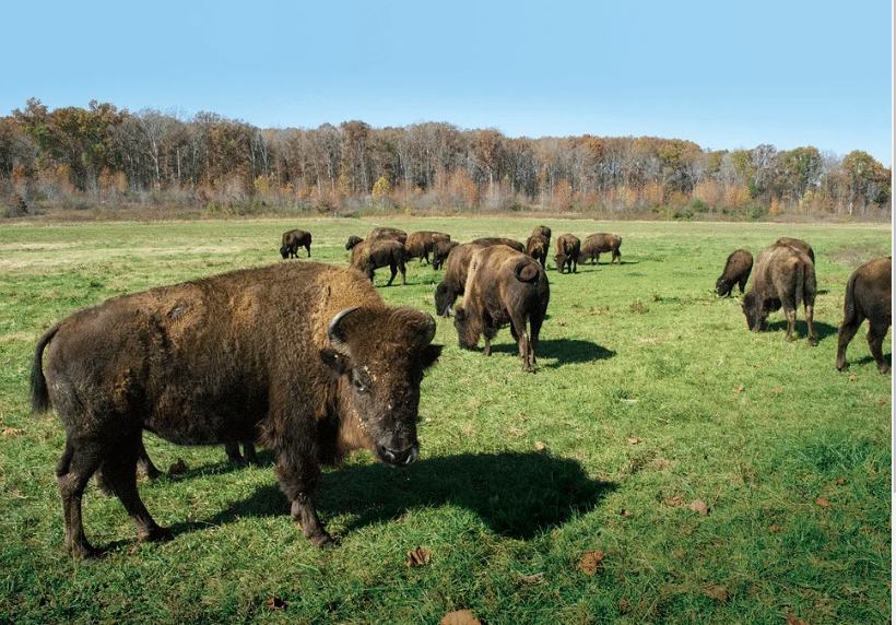 Bisons in a field