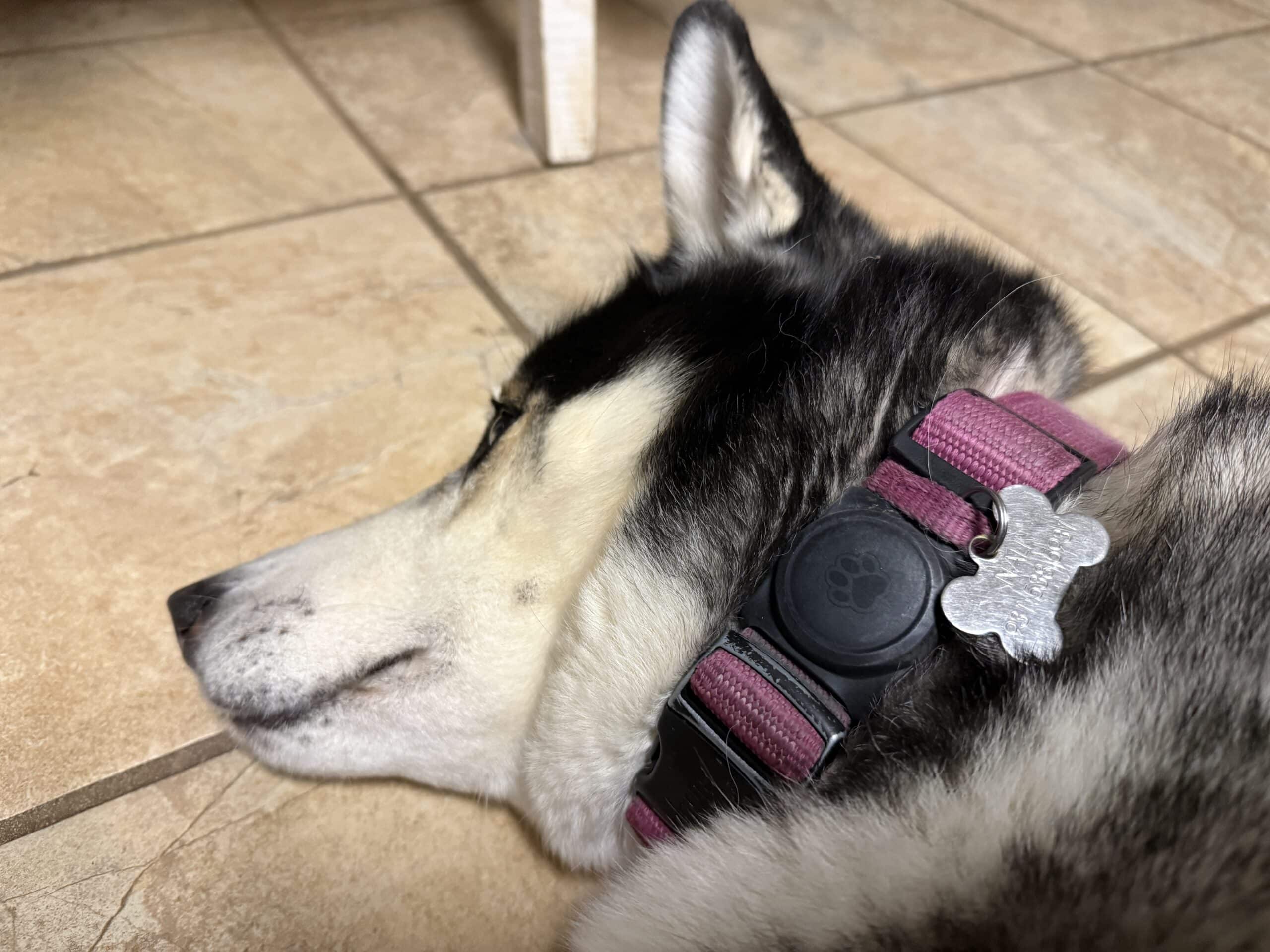 AirTag Collar Holder